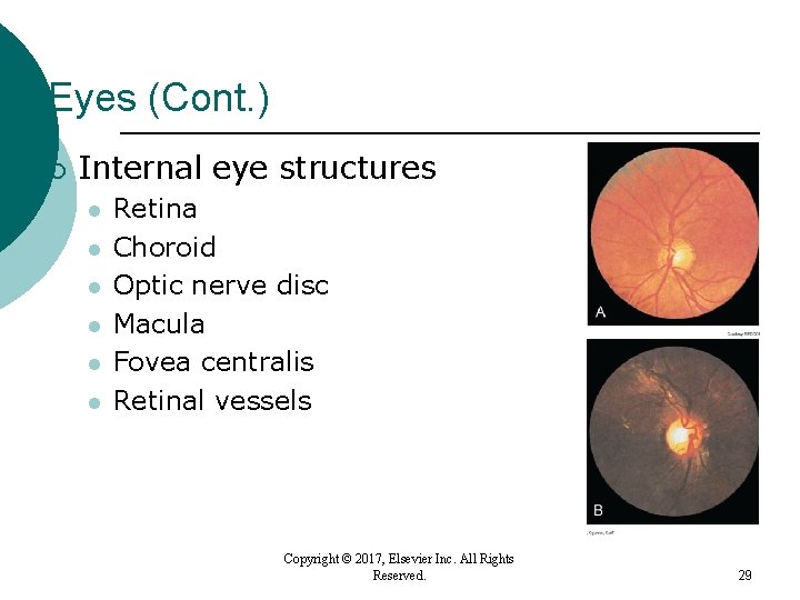 Eyes (Cont. ) ¡ Internal eye structures l l l Retina Choroid Optic nerve Eyes (Cont. ) ¡ Internal eye structures l l l Retina Choroid Optic nerve
