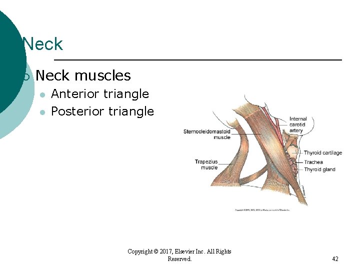 Neck ¡ Neck muscles l l Anterior triangle Posterior triangle Copyright © 2017, Elsevier Neck ¡ Neck muscles l l Anterior triangle Posterior triangle Copyright © 2017, Elsevier
