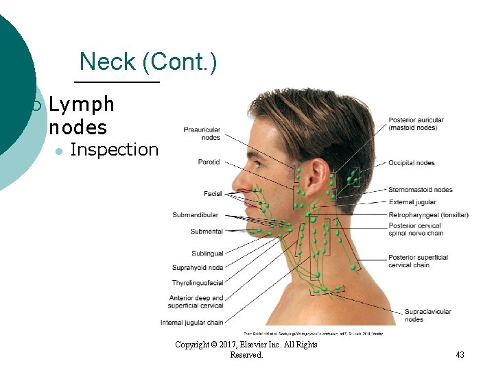 Neck (Cont. ) ¡ Lymph nodes l Inspection Copyright © 2017, Elsevier Inc. All Neck (Cont. ) ¡ Lymph nodes l Inspection Copyright © 2017, Elsevier Inc. All