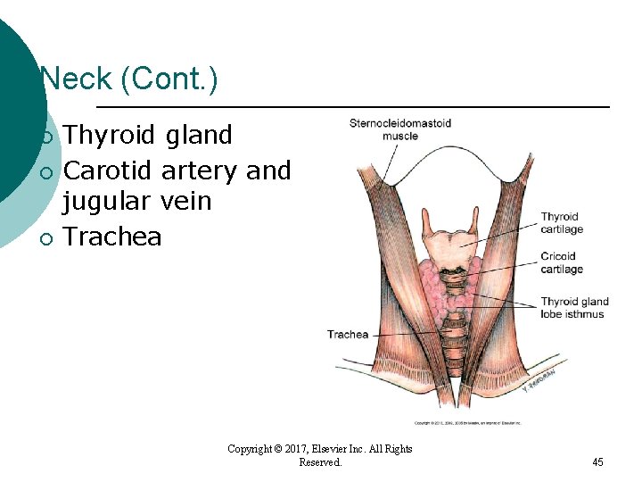 Neck (Cont. ) ¡ ¡ ¡ Thyroid gland Carotid artery and jugular vein Trachea Neck (Cont. ) ¡ ¡ ¡ Thyroid gland Carotid artery and jugular vein Trachea