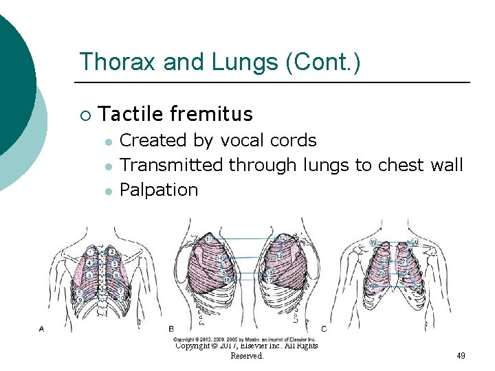 Thorax and Lungs (Cont. ) ¡ Tactile fremitus l l l Created by vocal Thorax and Lungs (Cont. ) ¡ Tactile fremitus l l l Created by vocal