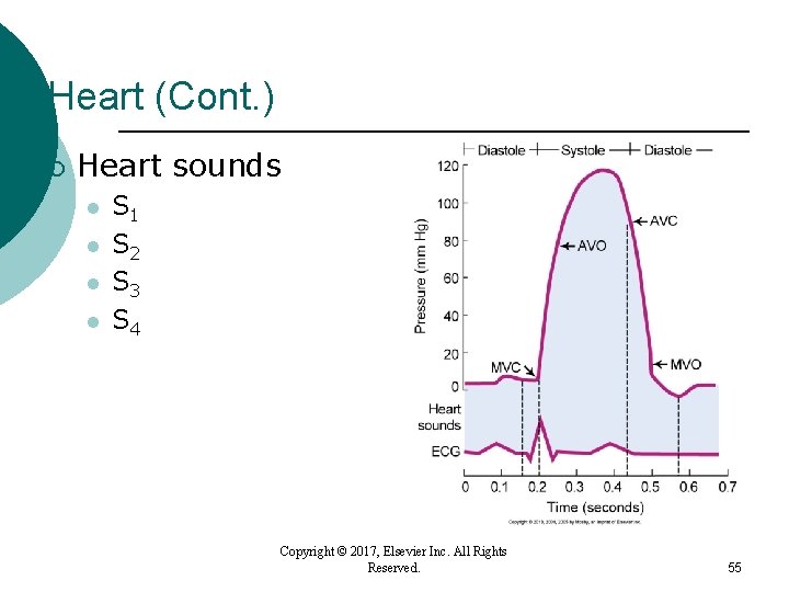 Heart (Cont. ) ¡ Heart sounds l l S 1 S 2 S 3 Heart (Cont. ) ¡ Heart sounds l l S 1 S 2 S 3
