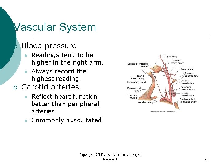 Vascular System ¡ Blood pressure l l ¡ Readings tend to be higher in Vascular System ¡ Blood pressure l l ¡ Readings tend to be higher in