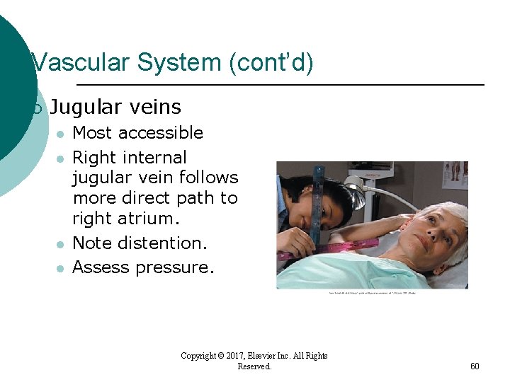 Vascular System (cont’d) ¡ Jugular veins l l Most accessible Right internal jugular vein Vascular System (cont’d) ¡ Jugular veins l l Most accessible Right internal jugular vein
