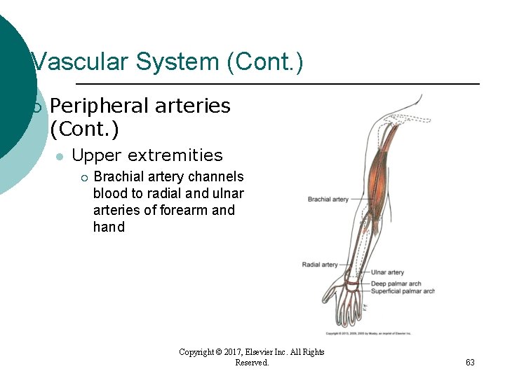 Vascular System (Cont. ) ¡ Peripheral arteries (Cont. ) l Upper extremities ¡ Brachial Vascular System (Cont. ) ¡ Peripheral arteries (Cont. ) l Upper extremities ¡ Brachial