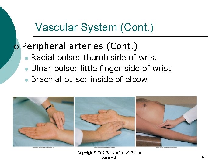 Vascular System (Cont. ) ¡ Peripheral arteries (Cont. ) l l l Radial pulse: Vascular System (Cont. ) ¡ Peripheral arteries (Cont. ) l l l Radial pulse: