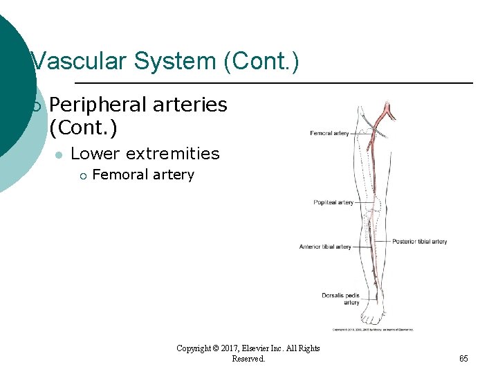Vascular System (Cont. ) ¡ Peripheral arteries (Cont. ) l Lower extremities ¡ Femoral Vascular System (Cont. ) ¡ Peripheral arteries (Cont. ) l Lower extremities ¡ Femoral