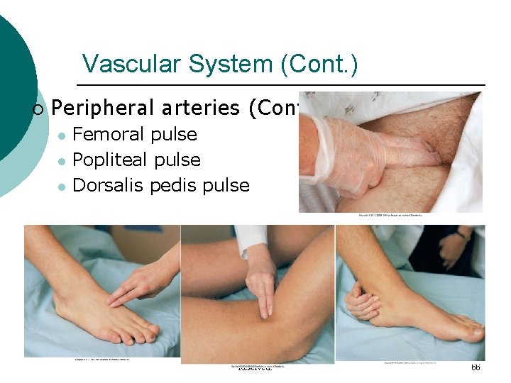 Vascular System (Cont. ) ¡ Peripheral arteries (Cont. ) l l l Femoral pulse Vascular System (Cont. ) ¡ Peripheral arteries (Cont. ) l l l Femoral pulse