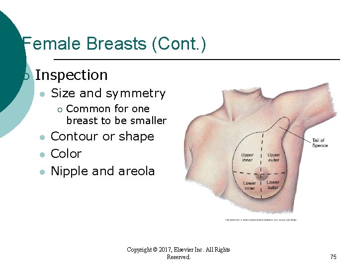 Female Breasts (Cont. ) ¡ Inspection l Size and symmetry ¡ l l l Female Breasts (Cont. ) ¡ Inspection l Size and symmetry ¡ l l l