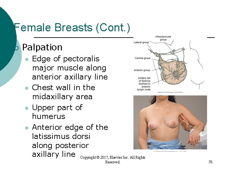 Female Breasts (Cont. ) ¡ Palpation l l Edge of pectoralis major muscle along Female Breasts (Cont. ) ¡ Palpation l l Edge of pectoralis major muscle along
