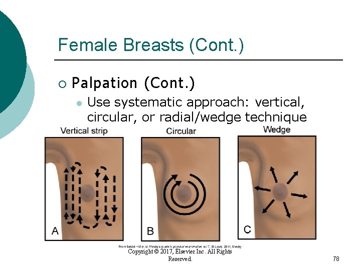 Female Breasts (Cont. ) ¡ Palpation (Cont. ) l Use systematic approach: vertical, circular, Female Breasts (Cont. ) ¡ Palpation (Cont. ) l Use systematic approach: vertical, circular,