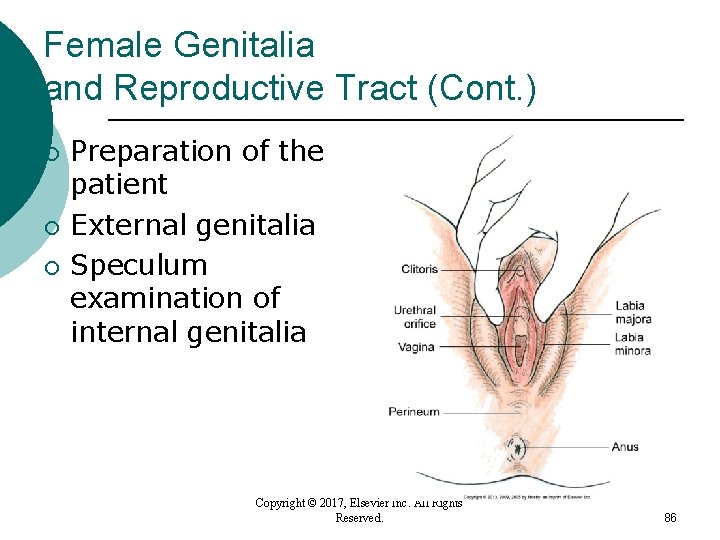 Female Genitalia and Reproductive Tract (Cont. ) ¡ ¡ ¡ Preparation of the patient Female Genitalia and Reproductive Tract (Cont. ) ¡ ¡ ¡ Preparation of the patient