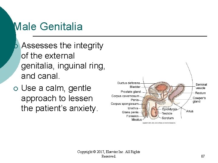 Male Genitalia ¡ ¡ Assesses the integrity of the external genitalia, inguinal ring, and Male Genitalia ¡ ¡ Assesses the integrity of the external genitalia, inguinal ring, and