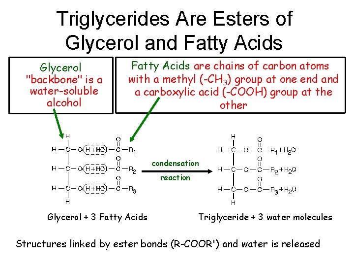 Triglycerides Are Esters of Glycerol and Fatty Acids Glycerol "backbone" is a water-soluble alcohol