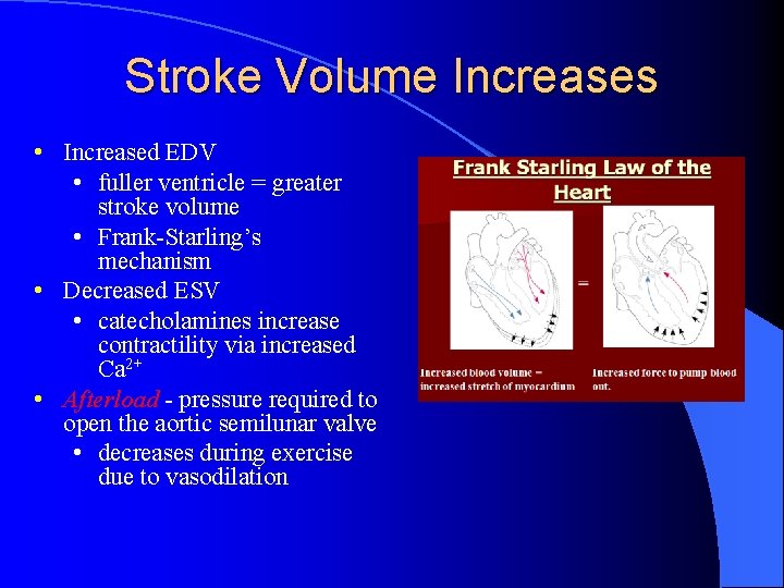 Stroke Volume Increases • Increased EDV • fuller ventricle = greater stroke volume •