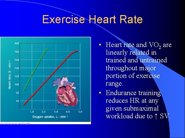 Exercise Heart Rate • Heart rate and VO 2 are linearly related in trained