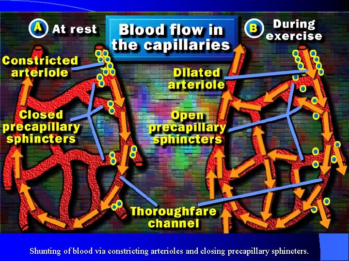 Shunting of blood via constricting arterioles and closing precapillary sphincters. 