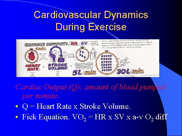 Cardiovascular Dynamics During Exercise Cardiac Output (Q): amount of blood pumped per minute. •