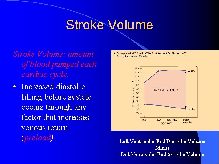 Stroke Volume: amount of blood pumped each cardiac cycle. • Increased diastolic filling before