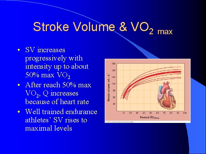 Stroke Volume & VO 2 max • SV increases progressively with intensity up to