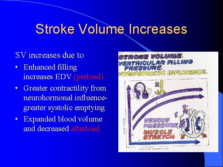 Stroke Volume Increases SV increases due to • Enhanced filling increases EDV (preload) •