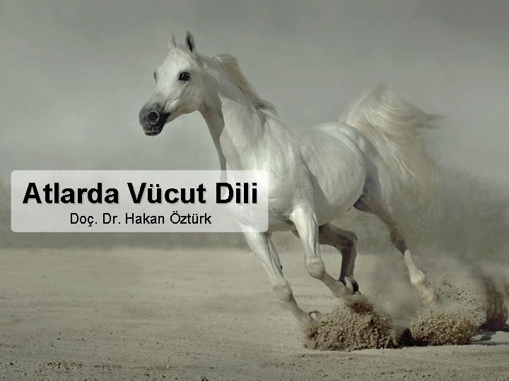 Atlarda Vücut Dili Doç. Dr. Hakan Öztürk Atlarda Vücut Dili Doç. Dr. Hakan Öztürk