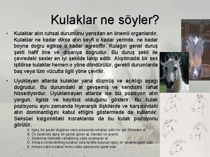 Kulaklar ne söyler? • Kulaklar atın ruhsal durumunu yansıtan en önemli organlardır. Kulaklar ne Kulaklar ne söyler? • Kulaklar atın ruhsal durumunu yansıtan en önemli organlardır. Kulaklar ne