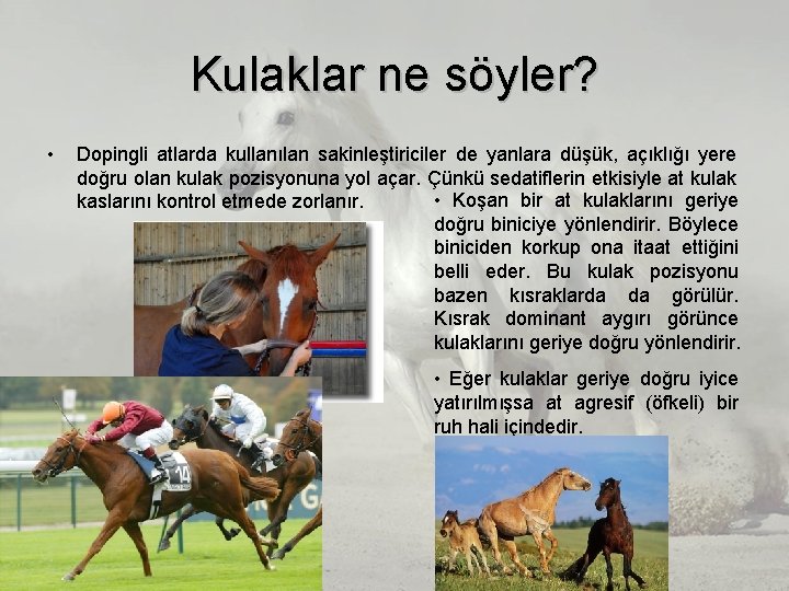 Kulaklar ne söyler? • Dopingli atlarda kullanılan sakinleştiriciler de yanlara düşük, açıklığı yere doğru Kulaklar ne söyler? • Dopingli atlarda kullanılan sakinleştiriciler de yanlara düşük, açıklığı yere doğru