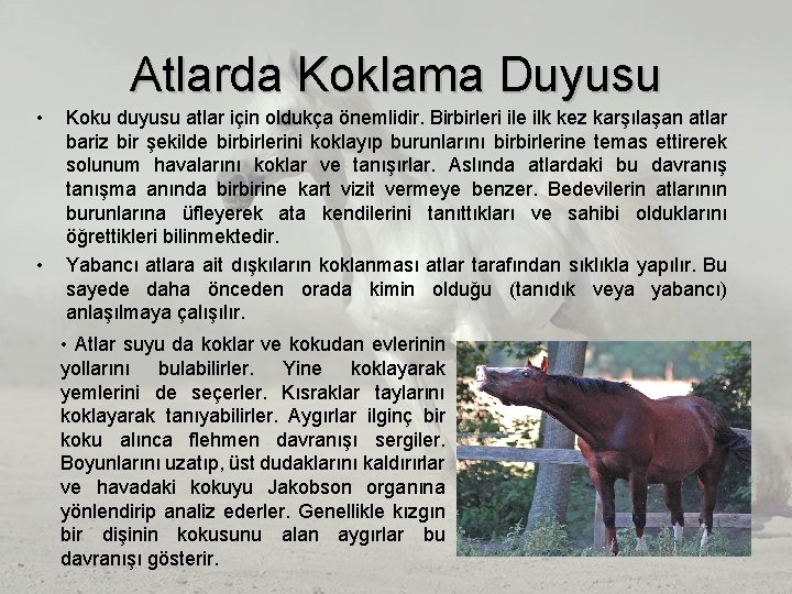 Atlarda Koklama Duyusu • • Koku duyusu atlar için oldukça önemlidir. Birbirleri ile ilk Atlarda Koklama Duyusu • • Koku duyusu atlar için oldukça önemlidir. Birbirleri ile ilk