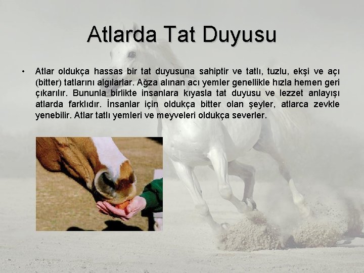 Atlarda Tat Duyusu • Atlar oldukça hassas bir tat duyusuna sahiptir ve tatlı, tuzlu, Atlarda Tat Duyusu • Atlar oldukça hassas bir tat duyusuna sahiptir ve tatlı, tuzlu,