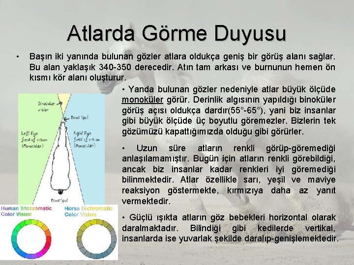 Atlarda Görme Duyusu • Başın iki yanında bulunan gözler atlara oldukça geniş bir görüş Atlarda Görme Duyusu • Başın iki yanında bulunan gözler atlara oldukça geniş bir görüş