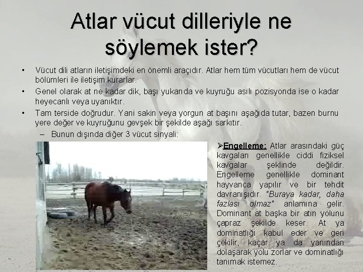Atlar vücut dilleriyle ne söylemek ister? • • • Vücut dili atların iletişimdeki en Atlar vücut dilleriyle ne söylemek ister? • • • Vücut dili atların iletişimdeki en