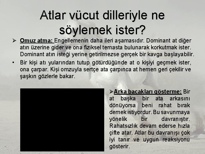 Atlar vücut dilleriyle ne söylemek ister? Ø Omuz atma: Engellemenin daha ileri aşamasıdır. Dominant Atlar vücut dilleriyle ne söylemek ister? Ø Omuz atma: Engellemenin daha ileri aşamasıdır. Dominant