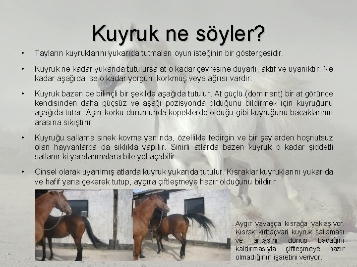 Kuyruk ne söyler? • Tayların kuyruklarını yukarıda tutmaları oyun isteğinin bir göstergesidir. • Kuyruk Kuyruk ne söyler? • Tayların kuyruklarını yukarıda tutmaları oyun isteğinin bir göstergesidir. • Kuyruk