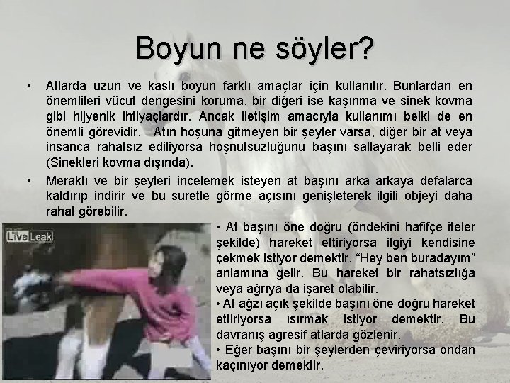 Boyun ne söyler? • • Atlarda uzun ve kaslı boyun farklı amaçlar için kullanılır. Boyun ne söyler? • • Atlarda uzun ve kaslı boyun farklı amaçlar için kullanılır.