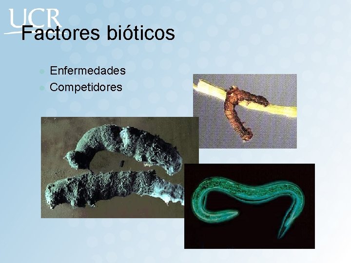 Factores bióticos l l Enfermedades Competidores 