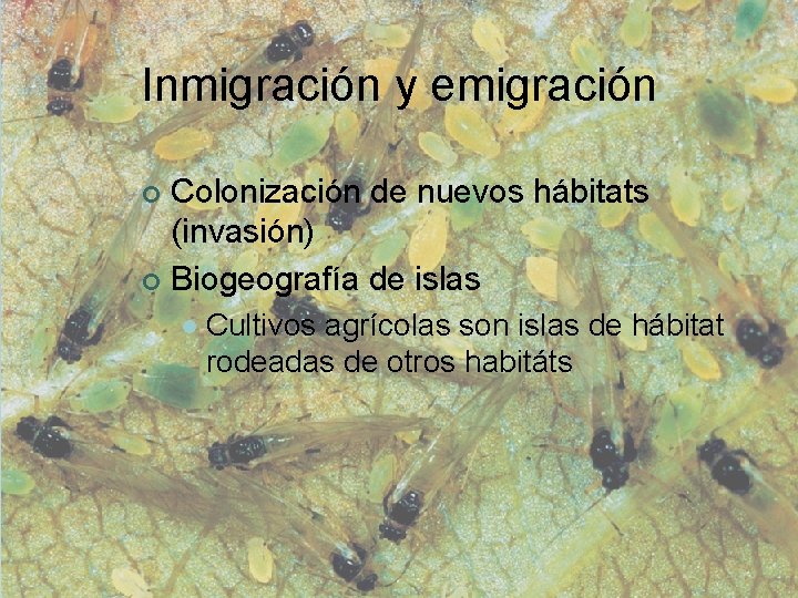 Inmigración y emigración Colonización de nuevos hábitats (invasión) ¢ Biogeografía de islas ¢ l