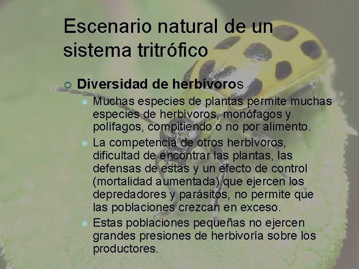 Escenario natural de un sistema tritrófico ¢ Diversidad de herbívoros l l l Muchas