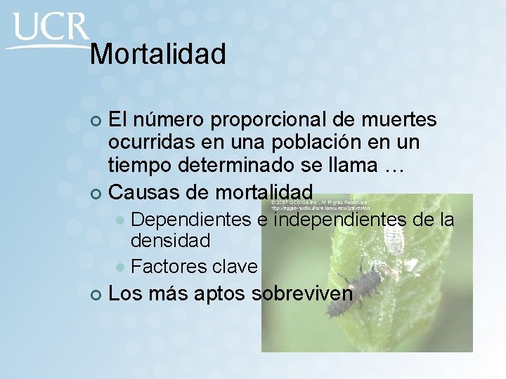 Mortalidad El número proporcional de muertes ocurridas en una población en un tiempo determinado