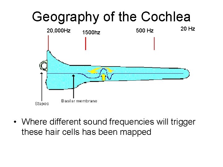 Geography of the Cochlea 20, 000 Hz 1500 hz 500 Hz 20 Hz •