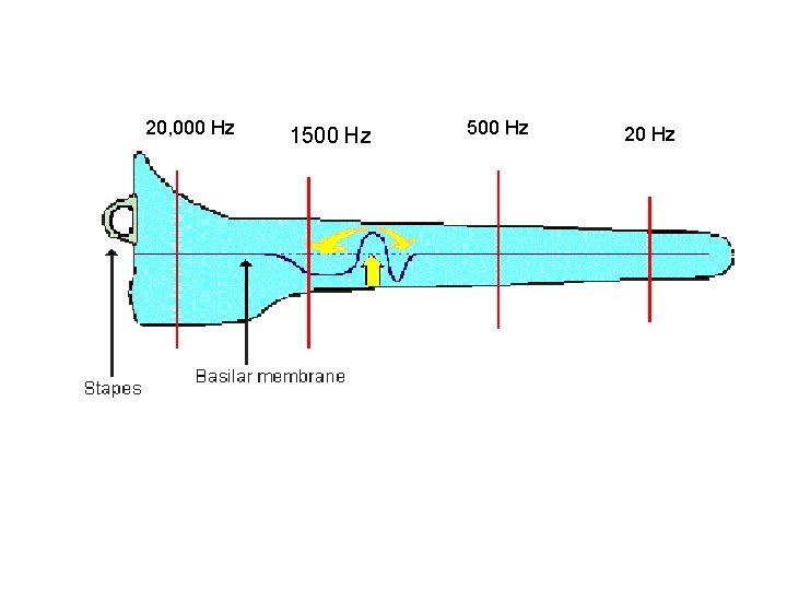 20, 000 Hz 1500 Hz 20 Hz 