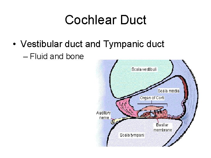 Cochlear Duct • Vestibular duct and Tympanic duct – Fluid and bone 