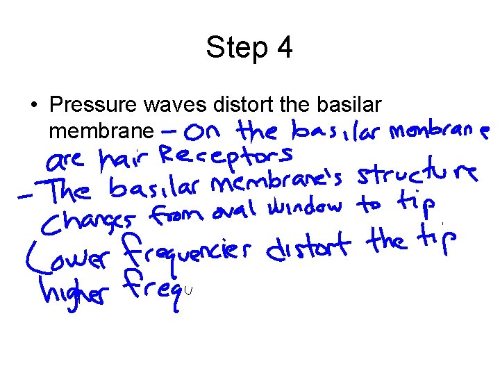 Step 4 • Pressure waves distort the basilar membrane 