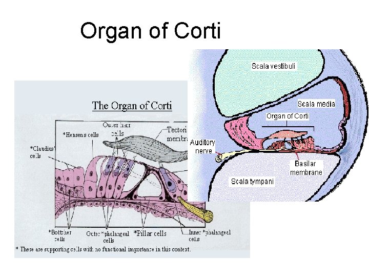 Organ of Corti 