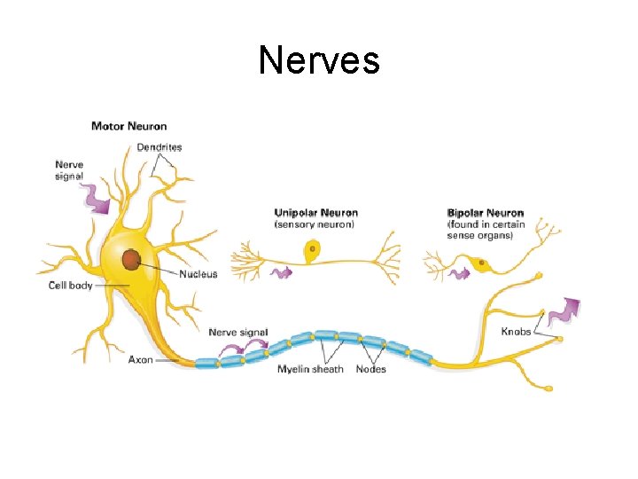 Nerves 