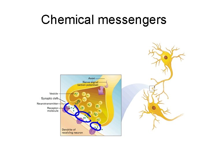 Chemical messengers 