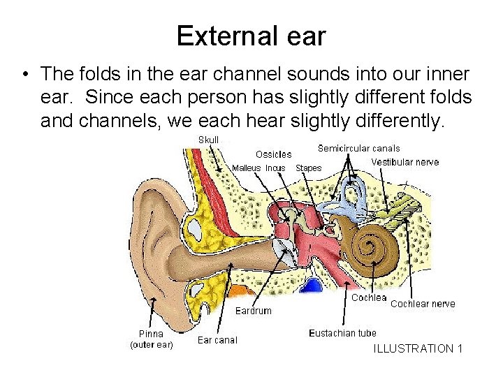 External ear • The folds in the ear channel sounds into our inner ear.