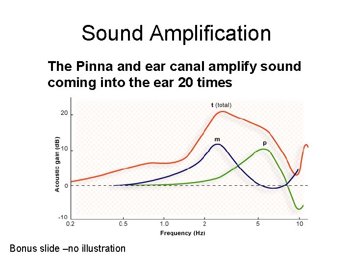 Sound Amplification The Pinna and ear canal amplify sound coming into the ear 20