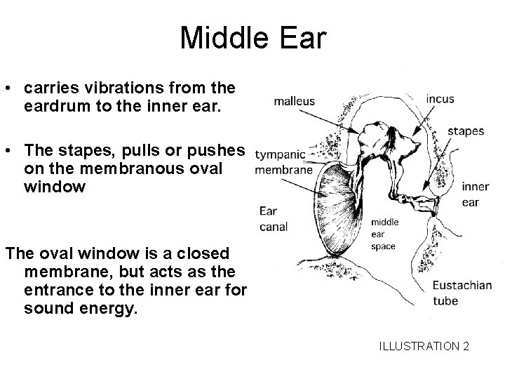 Middle Ear • carries vibrations from the eardrum to the inner ear. • The