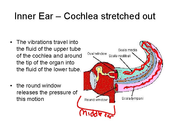 Inner Ear – Cochlea stretched out • The vibrations travel into the fluid of